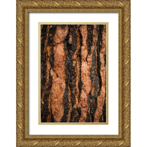 Oregon Pine I Gold Ornate Wood Framed Art Print with Double Matting by Berzel, Erin