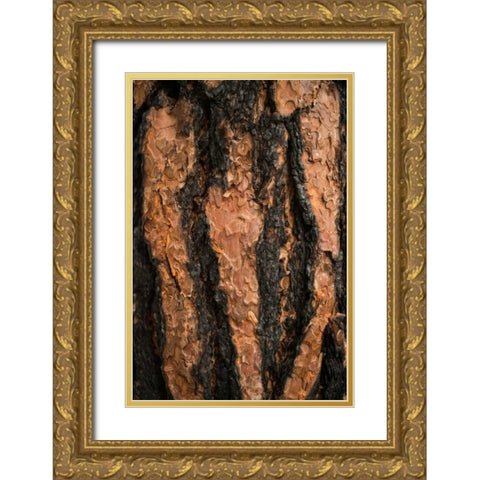 Oregon Pine II Gold Ornate Wood Framed Art Print with Double Matting by Berzel, Erin