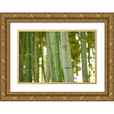 Bamboo and Bokeh I Gold Ornate Wood Framed Art Print with Double Matting by Berzel, Erin