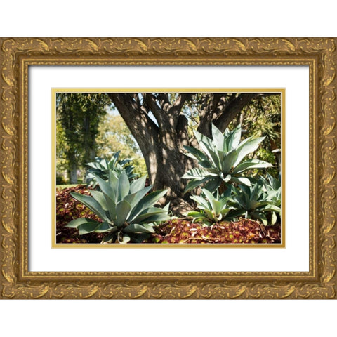 Agave I Gold Ornate Wood Framed Art Print with Double Matting by Berzel, Erin