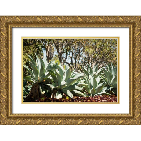 Agave II Gold Ornate Wood Framed Art Print with Double Matting by Berzel, Erin