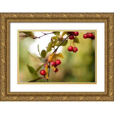 Red Berries I Gold Ornate Wood Framed Art Print with Double Matting by Berzel, Erin