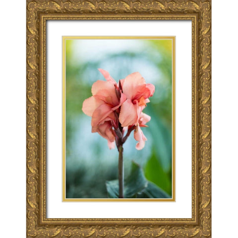 Pink Bloom I Gold Ornate Wood Framed Art Print with Double Matting by Berzel, Erin