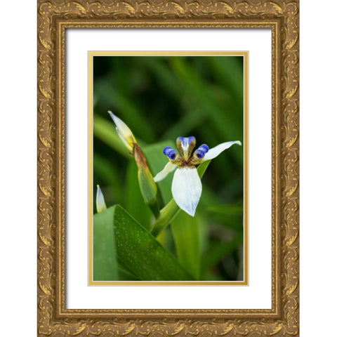 Iris in Bloom Gold Ornate Wood Framed Art Print with Double Matting by Berzel, Erin