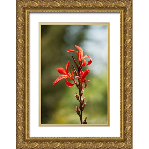 Red Bloom Gold Ornate Wood Framed Art Print with Double Matting by Berzel, Erin