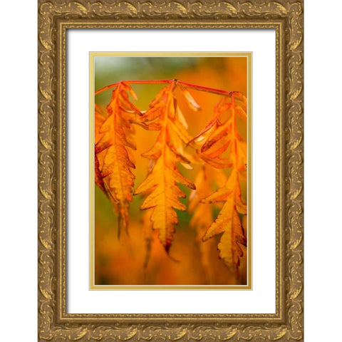 Fall Leaves I Gold Ornate Wood Framed Art Print with Double Matting by Berzel, Erin