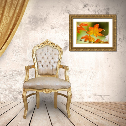 Fall Leaves III Gold Ornate Wood Framed Art Print with Double Matting by Berzel, Erin