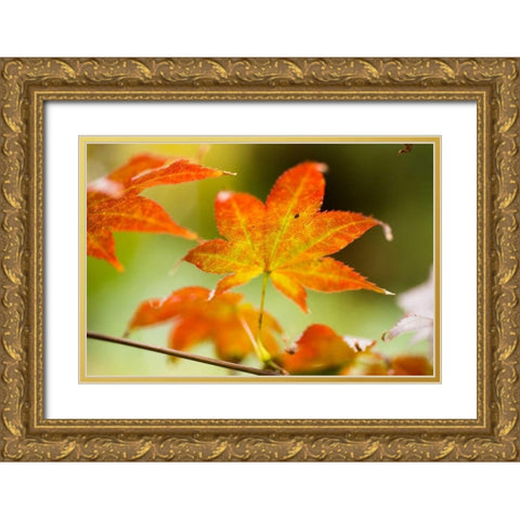 Fall Leaves III Gold Ornate Wood Framed Art Print with Double Matting by Berzel, Erin