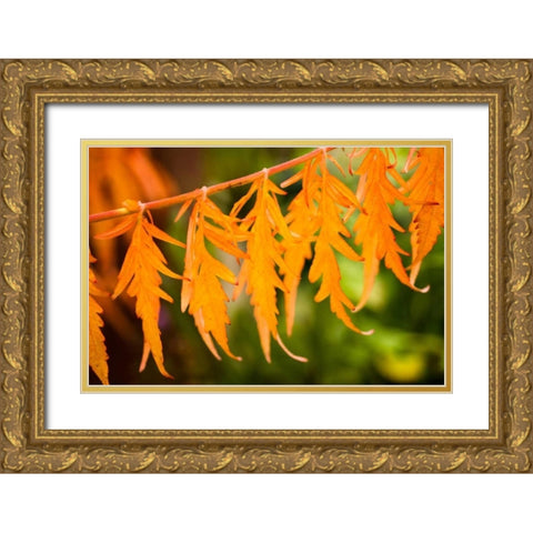 Fall Leaves IV Gold Ornate Wood Framed Art Print with Double Matting by Berzel, Erin