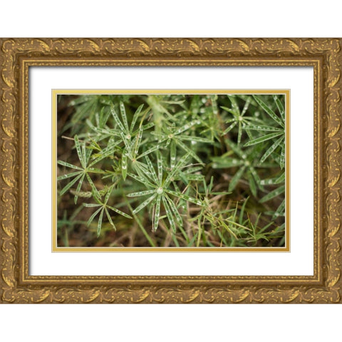 Leaves with Dew Gold Ornate Wood Framed Art Print with Double Matting by Berzel, Erin