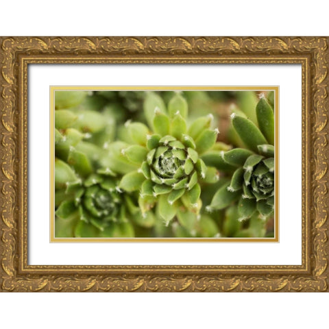 Succulent Array Gold Ornate Wood Framed Art Print with Double Matting by Berzel, Erin