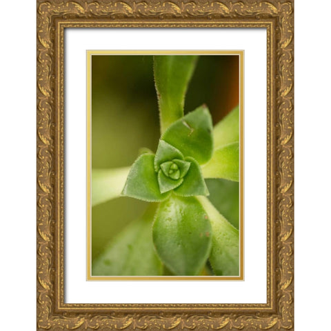 Succulent Detail I Gold Ornate Wood Framed Art Print with Double Matting by Berzel, Erin
