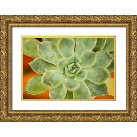 Macro Succulent I Gold Ornate Wood Framed Art Print with Double Matting by Berzel, Erin