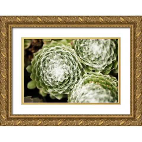 Arachnoideum Succulent II Gold Ornate Wood Framed Art Print with Double Matting by Berzel, Erin