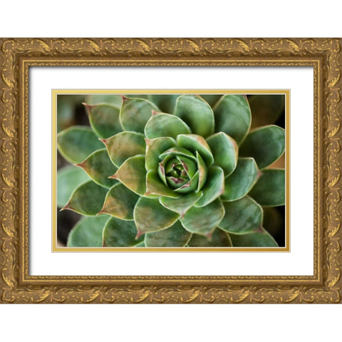 Sempervivum Rupicolum II Gold Ornate Wood Framed Art Print with Double Matting by Berzel, Erin