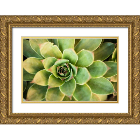 Sempervivum Rupicolum III Gold Ornate Wood Framed Art Print with Double Matting by Berzel, Erin