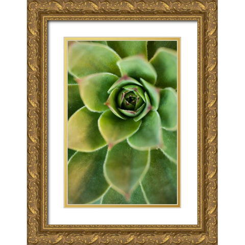 Sempervivum Rupicolum IV Gold Ornate Wood Framed Art Print with Double Matting by Berzel, Erin