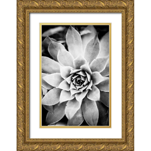 Monochrome Succulent I Gold Ornate Wood Framed Art Print with Double Matting by Berzel, Erin