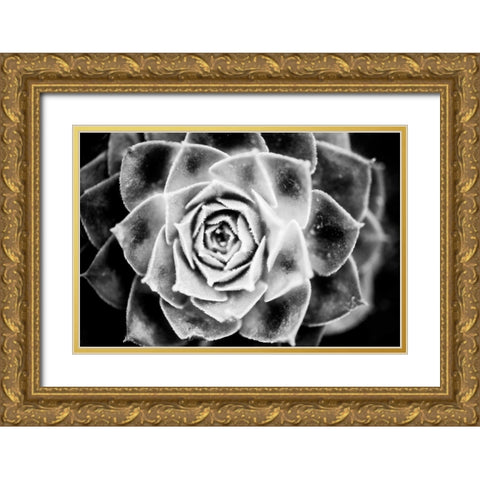 Monochrome Succulent III Gold Ornate Wood Framed Art Print with Double Matting by Berzel, Erin