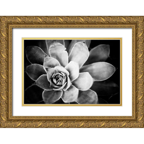 Monochrome Succulent IV Gold Ornate Wood Framed Art Print with Double Matting by Berzel, Erin