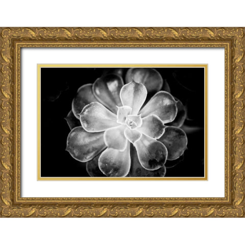 Monochrome Succulent VI Gold Ornate Wood Framed Art Print with Double Matting by Berzel, Erin