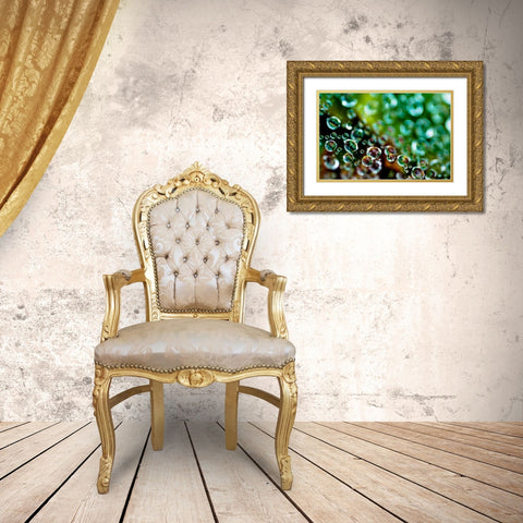 Spider Web Dew II Gold Ornate Wood Framed Art Print with Double Matting by Berzel, Erin