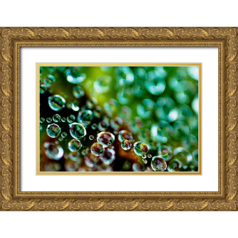 Spider Web Dew II Gold Ornate Wood Framed Art Print with Double Matting by Berzel, Erin