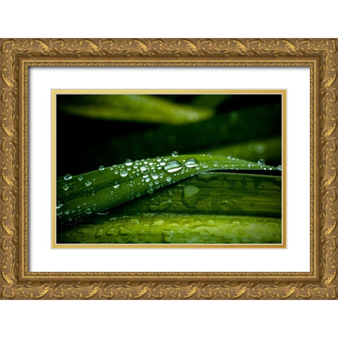 Dew on Grass Gold Ornate Wood Framed Art Print with Double Matting by Berzel, Erin