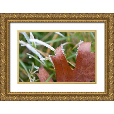 Morning Frost I Gold Ornate Wood Framed Art Print with Double Matting by Berzel, Erin