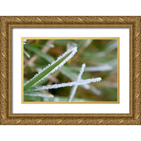 Morning Frost II Gold Ornate Wood Framed Art Print with Double Matting by Berzel, Erin