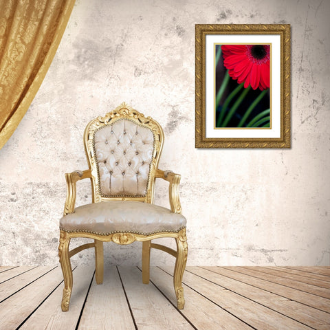 Red Gerbera Daisy Gold Ornate Wood Framed Art Print with Double Matting by Berzel, Erin