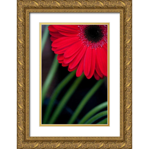 Red Gerbera Daisy Gold Ornate Wood Framed Art Print with Double Matting by Berzel, Erin