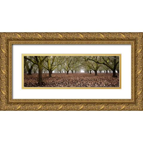 Hazel Tree Grove Pano I Gold Ornate Wood Framed Art Print with Double Matting by Berzel, Erin