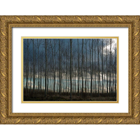 Pacific Albus and Clouds II Gold Ornate Wood Framed Art Print with Double Matting by Berzel, Erin