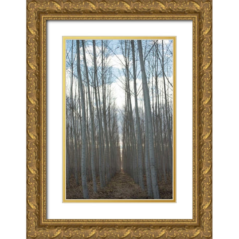 Pacific Albus Grove Gold Ornate Wood Framed Art Print with Double Matting by Berzel, Erin