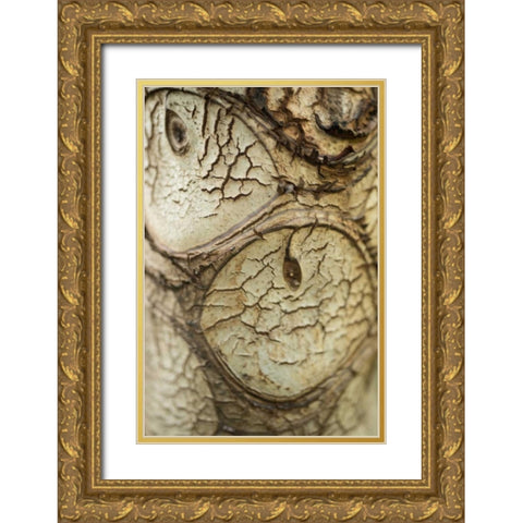 Bark Detail Gold Ornate Wood Framed Art Print with Double Matting by Berzel, Erin