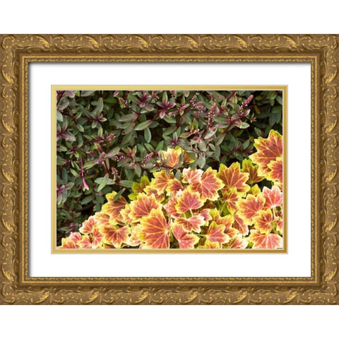Garden Glimpse IX Gold Ornate Wood Framed Art Print with Double Matting by Crane, Rita
