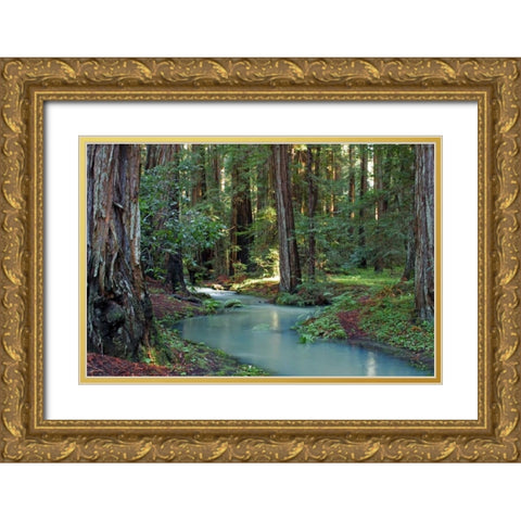 Redwood Forest I Gold Ornate Wood Framed Art Print with Double Matting by Crane, Rita