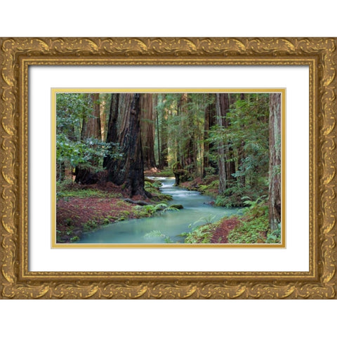 Redwood Forest II Gold Ornate Wood Framed Art Print with Double Matting by Crane, Rita