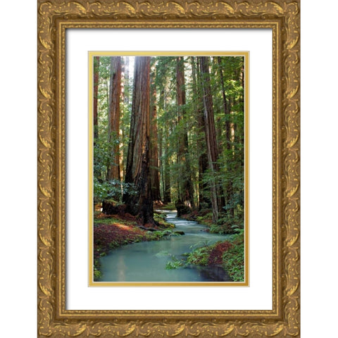 Redwood Forest III Gold Ornate Wood Framed Art Print with Double Matting by Crane, Rita