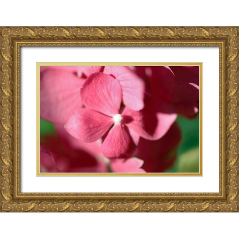 Pink Hydrangeas I Gold Ornate Wood Framed Art Print with Double Matting by Crane, Rita