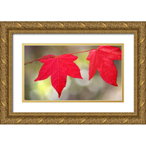 Festive Maple II Gold Ornate Wood Framed Art Print with Double Matting by Crane, Rita
