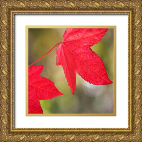 Festive Maple III Gold Ornate Wood Framed Art Print with Double Matting by Crane, Rita