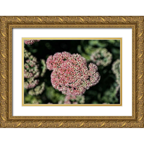 Kalanchoe Blossom I Gold Ornate Wood Framed Art Print with Double Matting by Crane, Rita