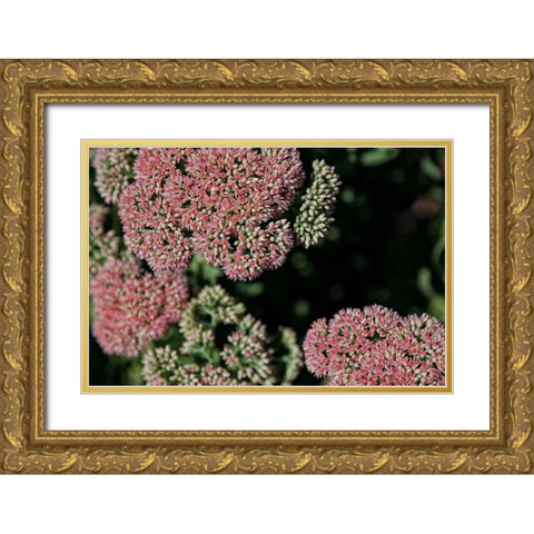 Kalanchoe Blossom II Gold Ornate Wood Framed Art Print with Double Matting by Crane, Rita