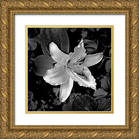 White Lily I Gold Ornate Wood Framed Art Print with Double Matting by Crane, Rita