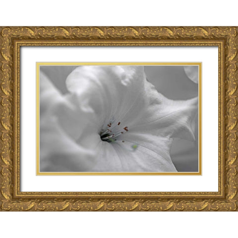 White Rhodies I Gold Ornate Wood Framed Art Print with Double Matting by Crane, Rita