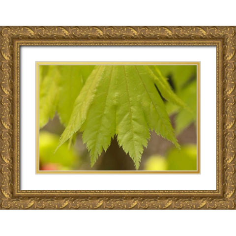 Maple Leaf I Gold Ornate Wood Framed Art Print with Double Matting by Crane, Rita