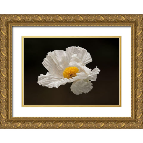 Floating Matilija I Gold Ornate Wood Framed Art Print with Double Matting by Crane, Rita