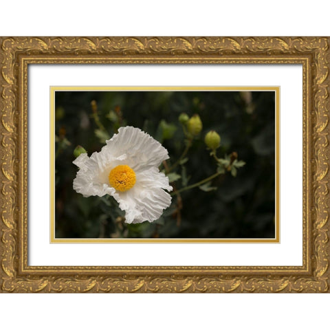 Matilija Melody I Gold Ornate Wood Framed Art Print with Double Matting by Crane, Rita